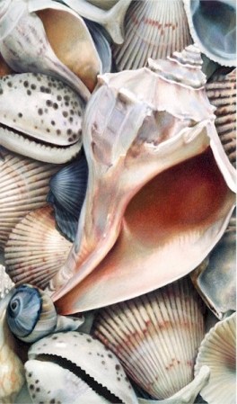 Shells III by Karen Eckelmeyer