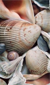 Shells I by Karen Eckelmeyer