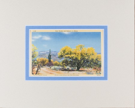 Palo Verde, Arizona Postcard