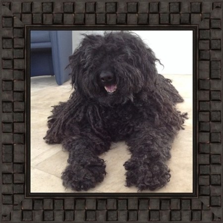 Dog framing at Whispering Woods Gallery